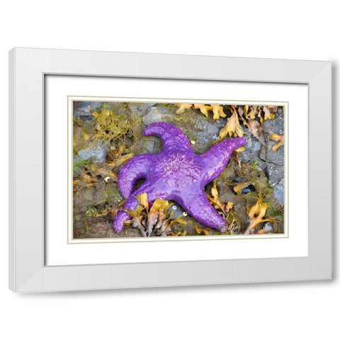Alaska-Ketchikan-Sea star (Pisaster orchraceus) White Modern Wood Framed Art Print with Double Matting by PLank, Savanah
