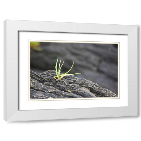 Alaska-Ketchikan-goose tongue (Plantago maritima) growing in shale rock White Modern Wood Framed Art Print with Double Matting by PLank, Savanah