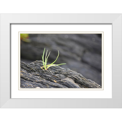 Alaska-Ketchikan-goose tongue (Plantago maritima) growing in shale rock White Modern Wood Framed Art Print with Double Matting by PLank, Savanah