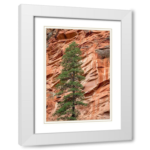 Arizona-Oak Creek Canyon-Coconino National Forest-Evergreen tree and canyon wall White Modern Wood Framed Art Print with Double Matting by Collins, Ann