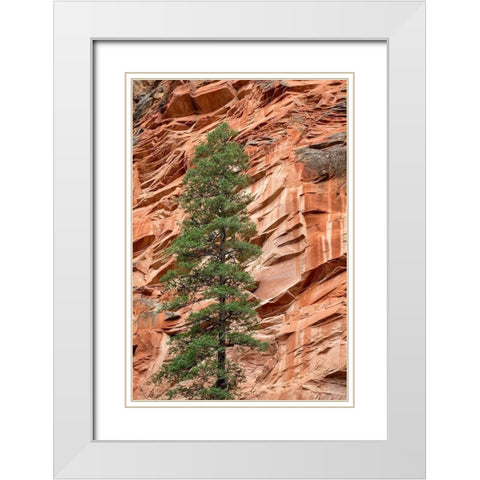 Arizona-Oak Creek Canyon-Coconino National Forest-Evergreen tree and canyon wall White Modern Wood Framed Art Print with Double Matting by Collins, Ann