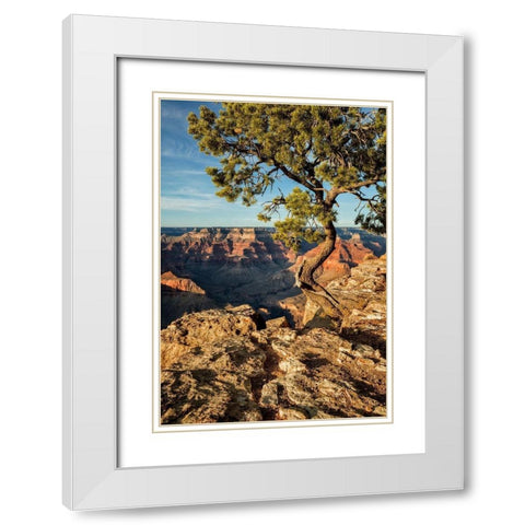 Arizona-Grand Canyon National Park-Pinyon Pine grows cliffside at Hopi Point White Modern Wood Framed Art Print with Double Matting by Collins, Ann