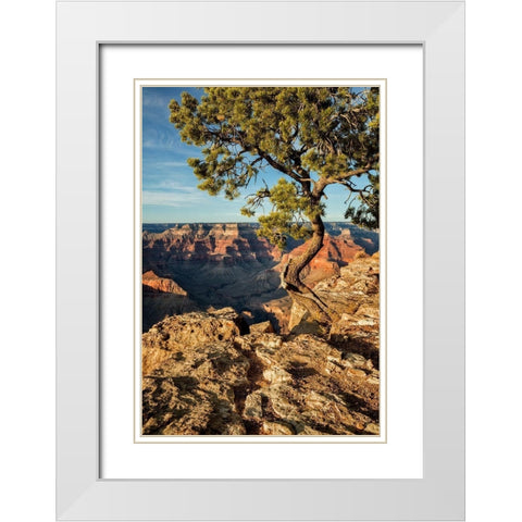 Arizona-Grand Canyon National Park-Pinyon Pine grows cliffside at Hopi Point White Modern Wood Framed Art Print with Double Matting by Collins, Ann