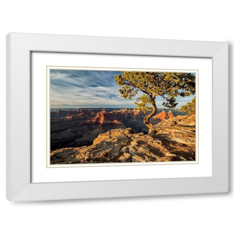Arizona-Grand Canyon National Park-Pinyon Pine grows cliffside at Hopi Point White Modern Wood Framed Art Print with Double Matting by Collins, Ann