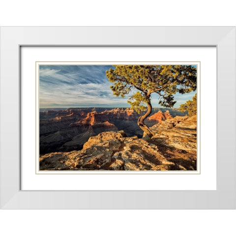 Arizona-Grand Canyon National Park-Pinyon Pine grows cliffside at Hopi Point White Modern Wood Framed Art Print with Double Matting by Collins, Ann