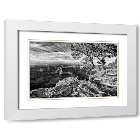 Arizona-Grand Canyon National Park-Pinyon Pine grows cliffside at Hopi Point White Modern Wood Framed Art Print with Double Matting by Collins, Ann