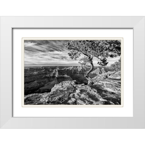 Arizona-Grand Canyon National Park-Pinyon Pine grows cliffside at Hopi Point White Modern Wood Framed Art Print with Double Matting by Collins, Ann