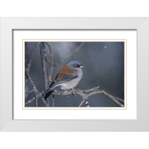 AZ, Madera Canyon Yellow-eyed junco in snowstorm White Modern Wood Framed Art Print with Double Matting by Welling, Dave