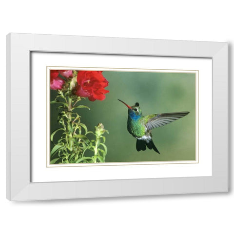 AZ, Broad-billed hummingbird hovering by flower White Modern Wood Framed Art Print with Double Matting by Welling, Dave