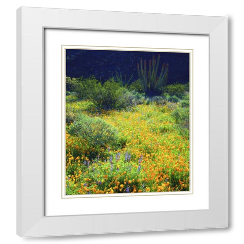 AZ, Organ Pipe Cactus NM Flowers and cacti White Modern Wood Framed Art Print with Double Matting by Talbot Frank, Christopher