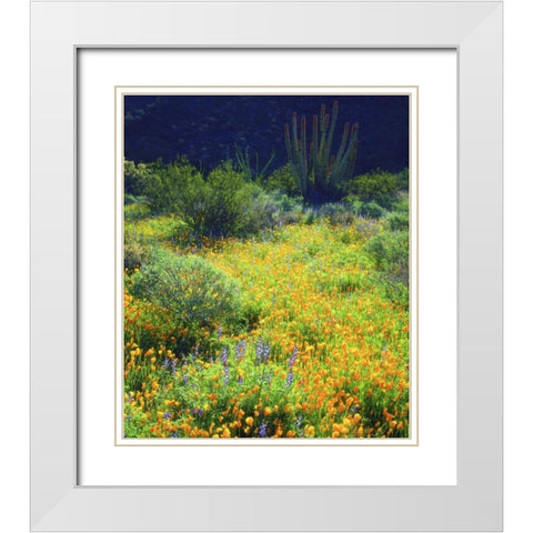 AZ, Organ Pipe Cactus NM Flowers and cacti White Modern Wood Framed Art Print with Double Matting by Talbot Frank, Christopher