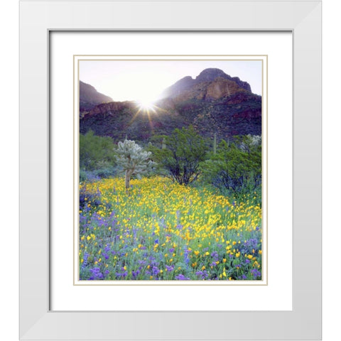 AZ, Organ Pipe Cactus NM Flowers and cacti White Modern Wood Framed Art Print with Double Matting by Talbot Frank, Christopher