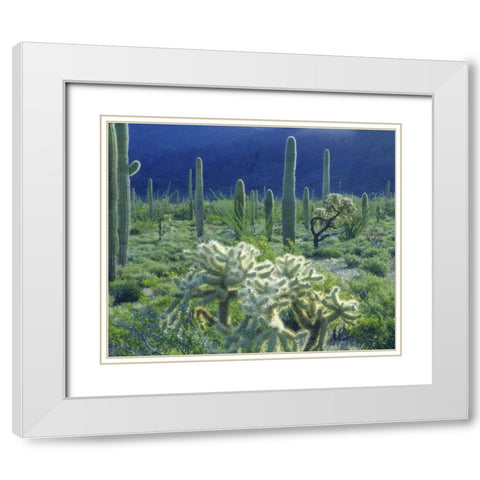 AZ, Organ Pipe Cactus NM Green desert in spring White Modern Wood Framed Art Print with Double Matting by Talbot Frank, Christopher
