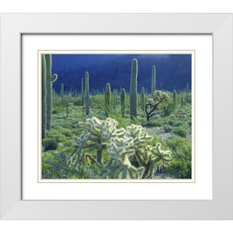 AZ, Organ Pipe Cactus NM Green desert in spring White Modern Wood Framed Art Print with Double Matting by Talbot Frank, Christopher