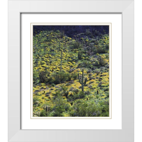 AZ, Organ Pipe Cactus NM Flowers and cacti White Modern Wood Framed Art Print with Double Matting by Talbot Frank, Christopher