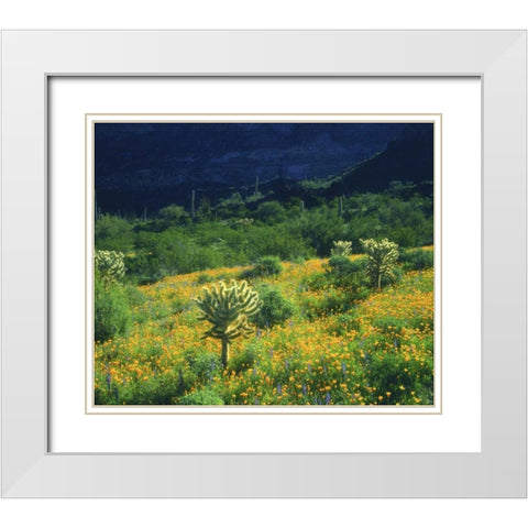 AZ, Organ Pipe Cactus NM Flowers and cacti White Modern Wood Framed Art Print with Double Matting by Talbot Frank, Christopher