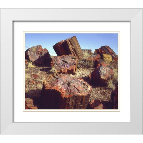 Arizona, Petrified Forest NP Petrified logs White Modern Wood Framed Art Print with Double Matting by Talbot Frank, Christopher