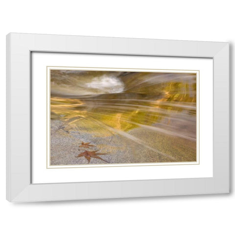AZ, Tucson Maple leaves in the Romero Pools White Modern Wood Framed Art Print with Double Matting by Paulson, Don