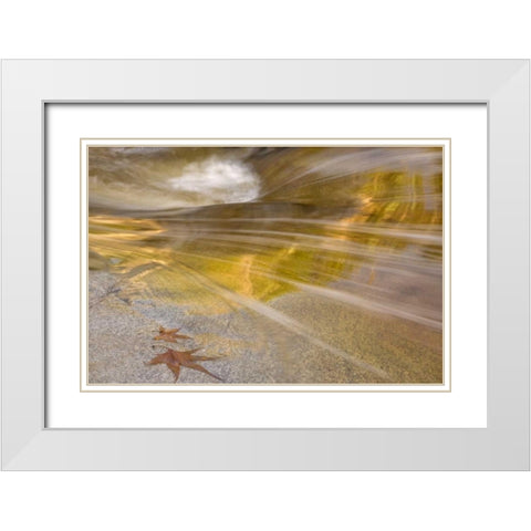 AZ, Tucson Maple leaves in the Romero Pools White Modern Wood Framed Art Print with Double Matting by Paulson, Don