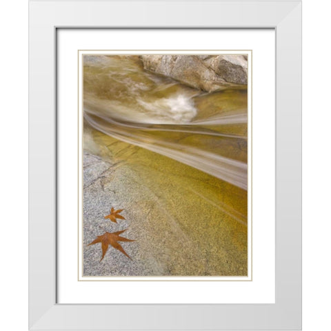 AZ, Tucson Maple leaves in the Romero Pools White Modern Wood Framed Art Print with Double Matting by Paulson, Don