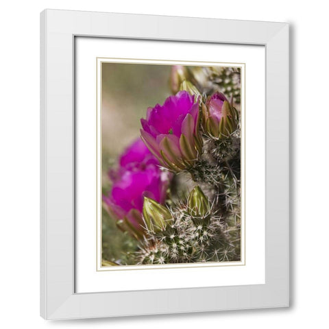 Arizona, Tucson Hedgehog cactus in bloom White Modern Wood Framed Art Print with Double Matting by Grall, Don