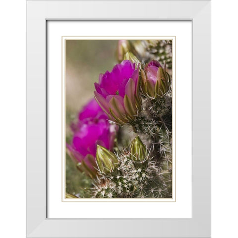 Arizona, Tucson Hedgehog cactus in bloom White Modern Wood Framed Art Print with Double Matting by Grall, Don