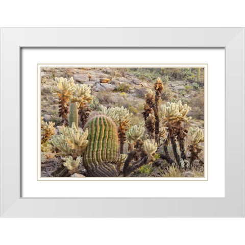 USA, Arizona, Tucson Desert scenic in Saguaro NP White Modern Wood Framed Art Print with Double Matting by Paulson, Don
