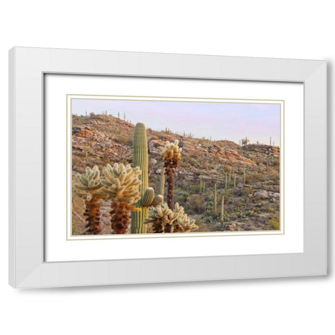 USA, Arizona, Tucson Desert scenic in Saguaro NP White Modern Wood Framed Art Print with Double Matting by Paulson, Don