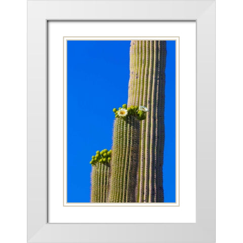Arizona, Tucson Blooming cactus in Saquaro NP White Modern Wood Framed Art Print with Double Matting by Lord, Fred