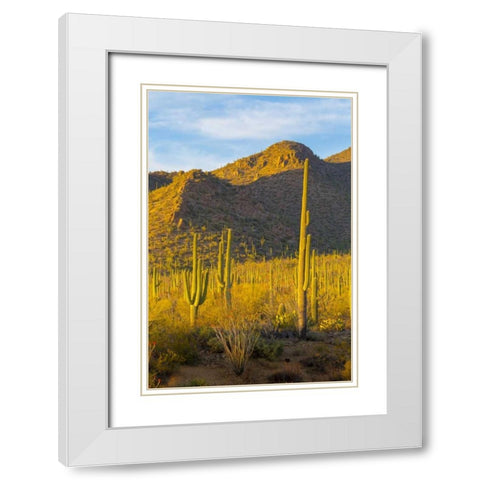 USA, Arizona, Tucson Desert sunset in Saguaro NP White Modern Wood Framed Art Print with Double Matting by Lord, Fred