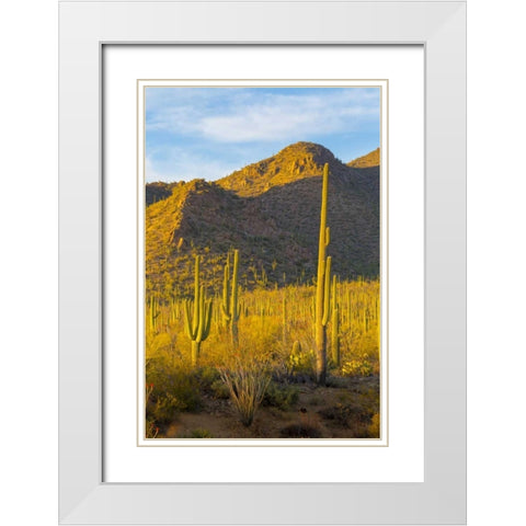 USA, Arizona, Tucson Desert sunset in Saguaro NP White Modern Wood Framed Art Print with Double Matting by Lord, Fred