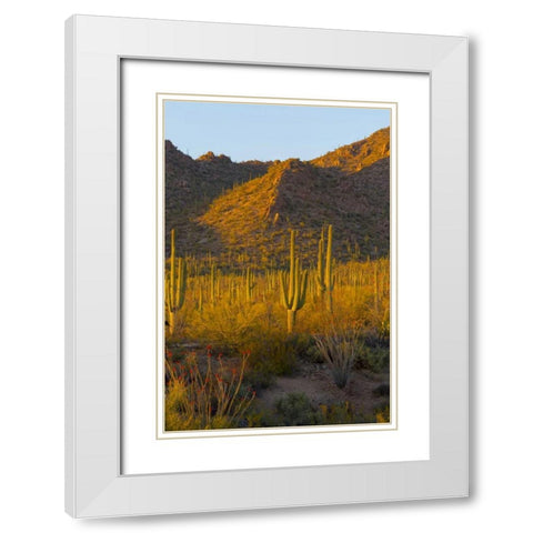 USA, Arizona, Tucson Desert sunset in Saguaro NP White Modern Wood Framed Art Print with Double Matting by Lord, Fred
