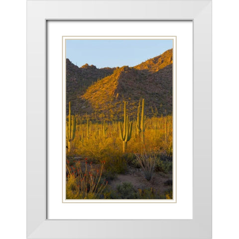 USA, Arizona, Tucson Desert sunset in Saguaro NP White Modern Wood Framed Art Print with Double Matting by Lord, Fred