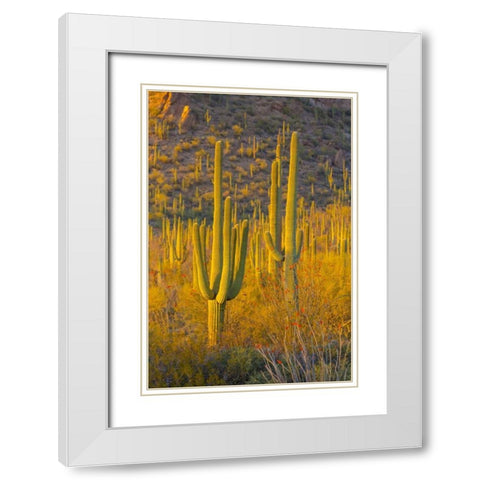 USA, Arizona, Tucson Desert sunset in Saguaro NP White Modern Wood Framed Art Print with Double Matting by Lord, Fred