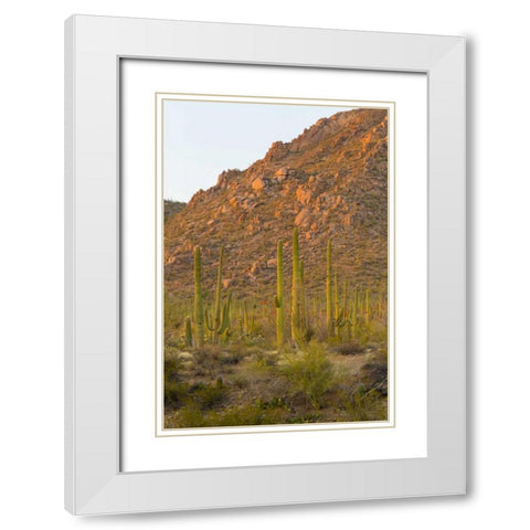 USA, Arizona, Tucson Desert sunset in Saguaro NP White Modern Wood Framed Art Print with Double Matting by Lord, Fred