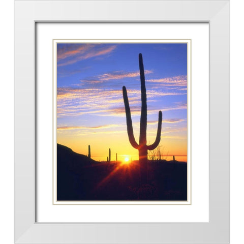 USA, Arizona, A saguaro cactus at sunset White Modern Wood Framed Art Print with Double Matting by Talbot Frank, Christopher