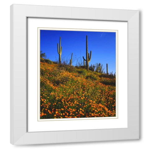 Arizona, Organ Pipe Cactus NM flowers and cacti White Modern Wood Framed Art Print with Double Matting by Talbot Frank, Christopher