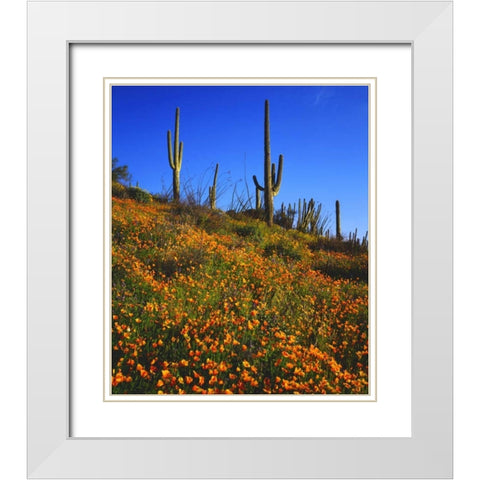 Arizona, Organ Pipe Cactus NM flowers and cacti White Modern Wood Framed Art Print with Double Matting by Talbot Frank, Christopher