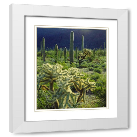 Arizona, Organ Pipe Cactus NM desert in spring White Modern Wood Framed Art Print with Double Matting by Talbot Frank, Christopher