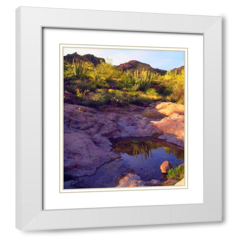 AZ Spring with Organ Pipe cacti along a stream White Modern Wood Framed Art Print with Double Matting by Talbot Frank, Christopher