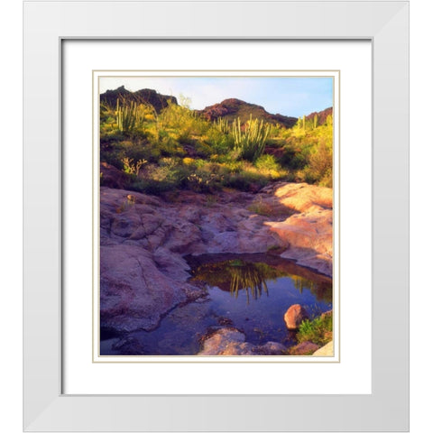 AZ Spring with Organ Pipe cacti along a stream White Modern Wood Framed Art Print with Double Matting by Talbot Frank, Christopher