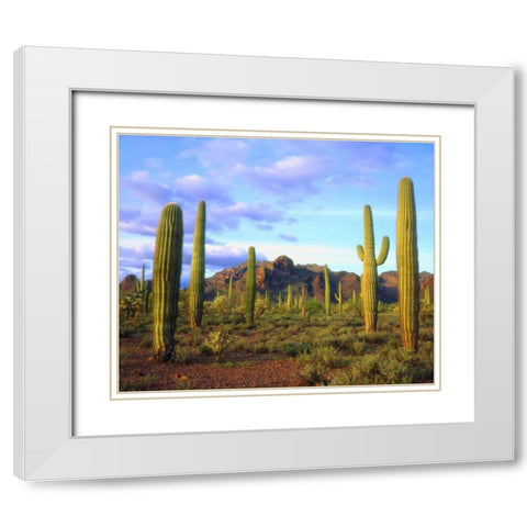 Arizona, Organ Pipe Cactus NM Desert in spring White Modern Wood Framed Art Print with Double Matting by Talbot Frank, Christopher