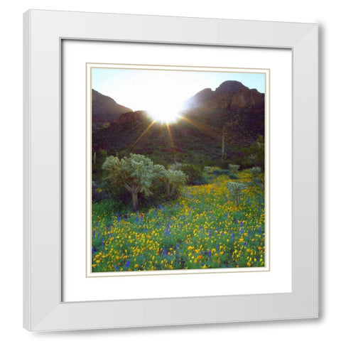 AZ, Organ Pipe Cactus NM Flowers and cacti White Modern Wood Framed Art Print with Double Matting by Talbot Frank, Christopher