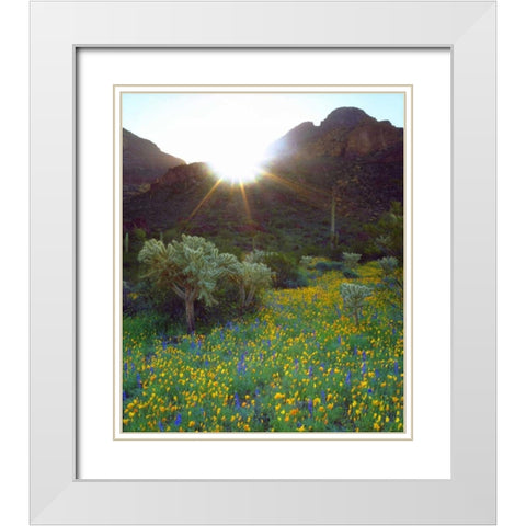 AZ, Organ Pipe Cactus NM Flowers and cacti White Modern Wood Framed Art Print with Double Matting by Talbot Frank, Christopher