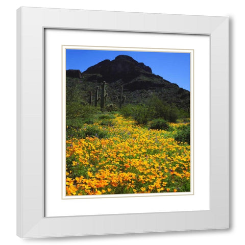 Arizona, Organ Pipe Cactus NM flowers and cacti White Modern Wood Framed Art Print with Double Matting by Talbot Frank, Christopher