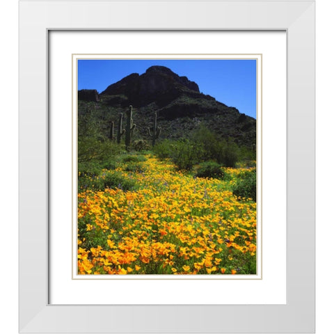 Arizona, Organ Pipe Cactus NM flowers and cacti White Modern Wood Framed Art Print with Double Matting by Talbot Frank, Christopher