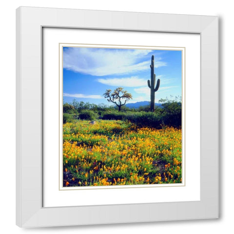 Arizona, Organ Pipe Cactus NM flowers and cacti White Modern Wood Framed Art Print with Double Matting by Talbot Frank, Christopher