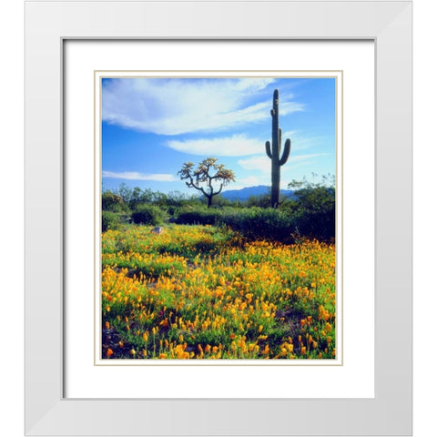 Arizona, Organ Pipe Cactus NM flowers and cacti White Modern Wood Framed Art Print with Double Matting by Talbot Frank, Christopher