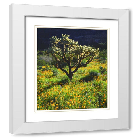 Arizona, Organ Pipe Cactus NM flowers and cacti White Modern Wood Framed Art Print with Double Matting by Talbot Frank, Christopher