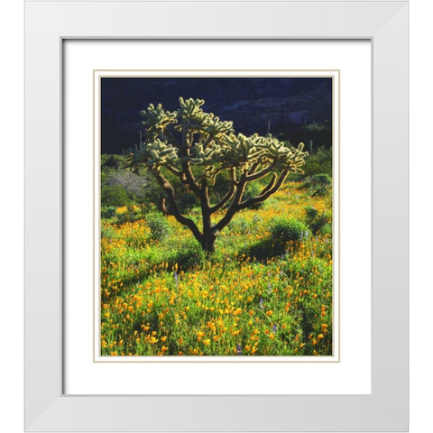 Arizona, Organ Pipe Cactus NM flowers and cacti White Modern Wood Framed Art Print with Double Matting by Talbot Frank, Christopher